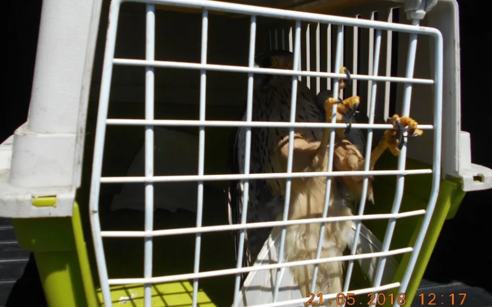Strážníci odchytávali na olomouckém hřbitově zraněnou poštolku, už je v péči veterináře