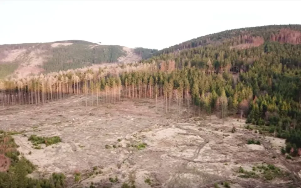 VIDEO: Snímky, z kterých mrazí. Dron se proletěl nad zdevastovanými jesenickými lesy kůrovcem