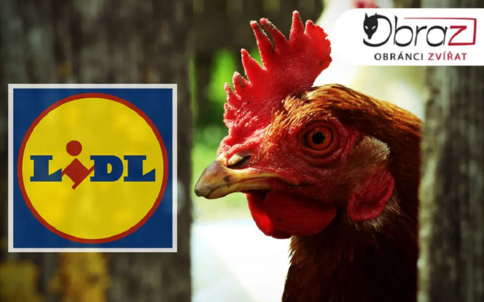 Lidl se po drsné reportáži České televize rozhodl skoncovat s prodejem vajec z klecových chovů