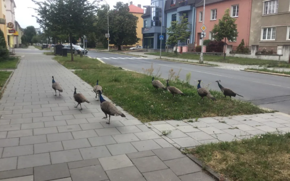 FOTO: Strážníci řešili v posledních týdnech několik oznamení týkajících se pohybu pávů po městě