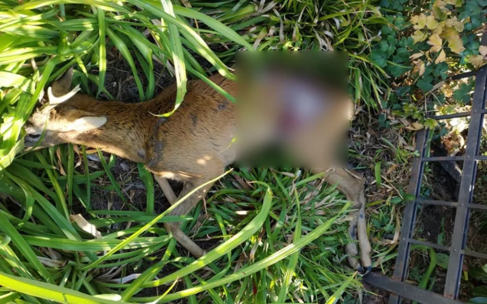 Srnec zůstal zaklíněn v plotě a při snaze utéct se těžce zranil. Veterinář ho musel utratit