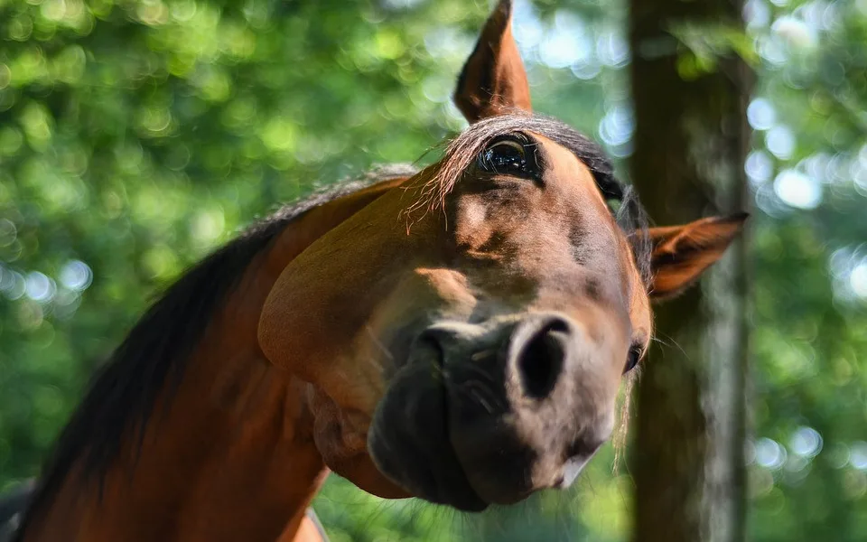 ilustrační fotografie