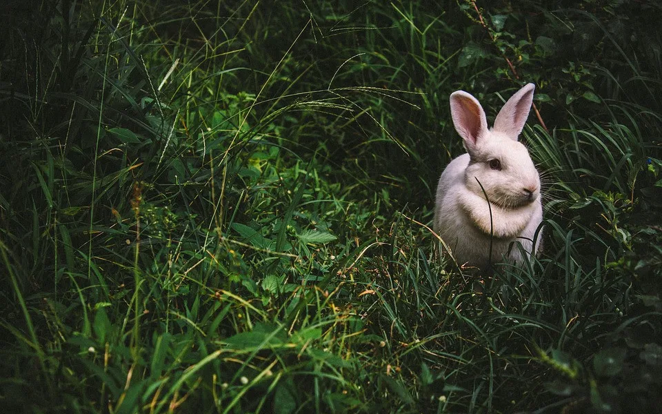 ilustrační fotografie