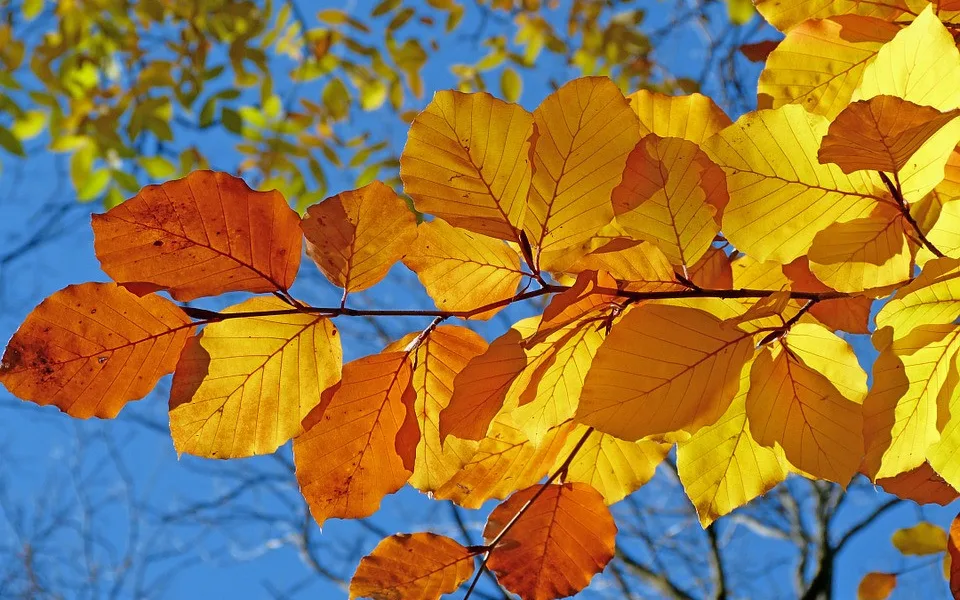 foliage-539413_960_720