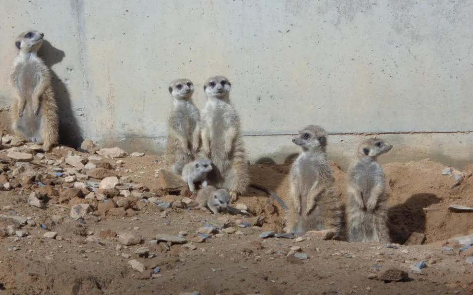 FOTO: V olomoucké zoo mají důvod k radosti, narodila se tam tři mláďata surikat