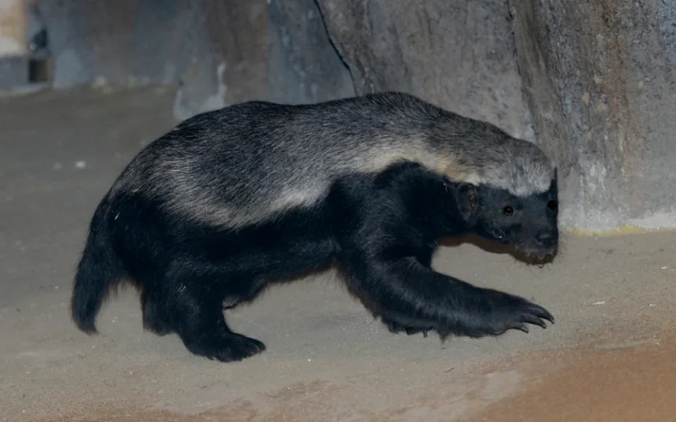 V olomoucké zoologické zahradě jsou k vidění medojedi. Najdete je v pavilonu Kalahari