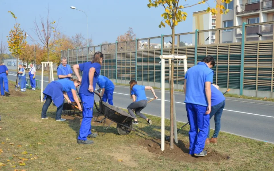 FOTO: V Prostějově vznikla nová lipová alej