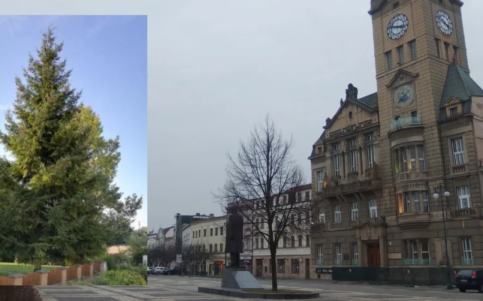 Prostějov hledá jméno vánočního stromu, bude jím douglaska tisolistá z Vrahovic
