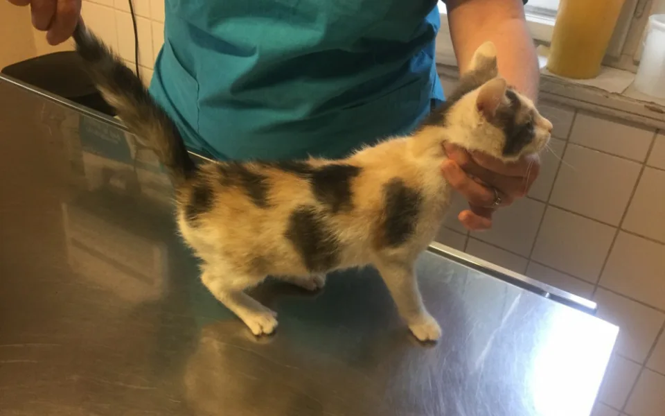Strážníci našli v krabici u popelnic kotě. Předali ho veterináři