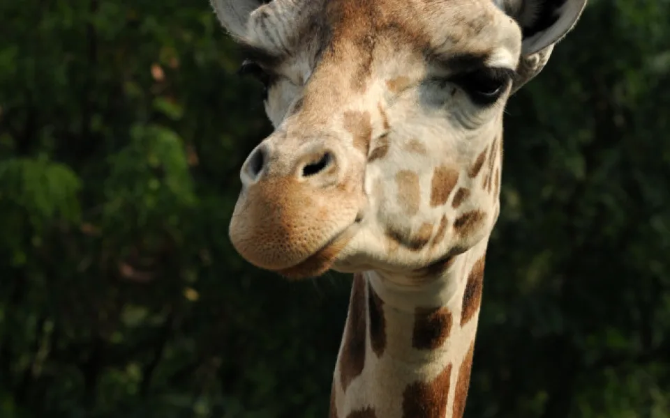 Nejstarší žirafa Zaira z olomoucké zoo musela být kvůli nemoci utracena