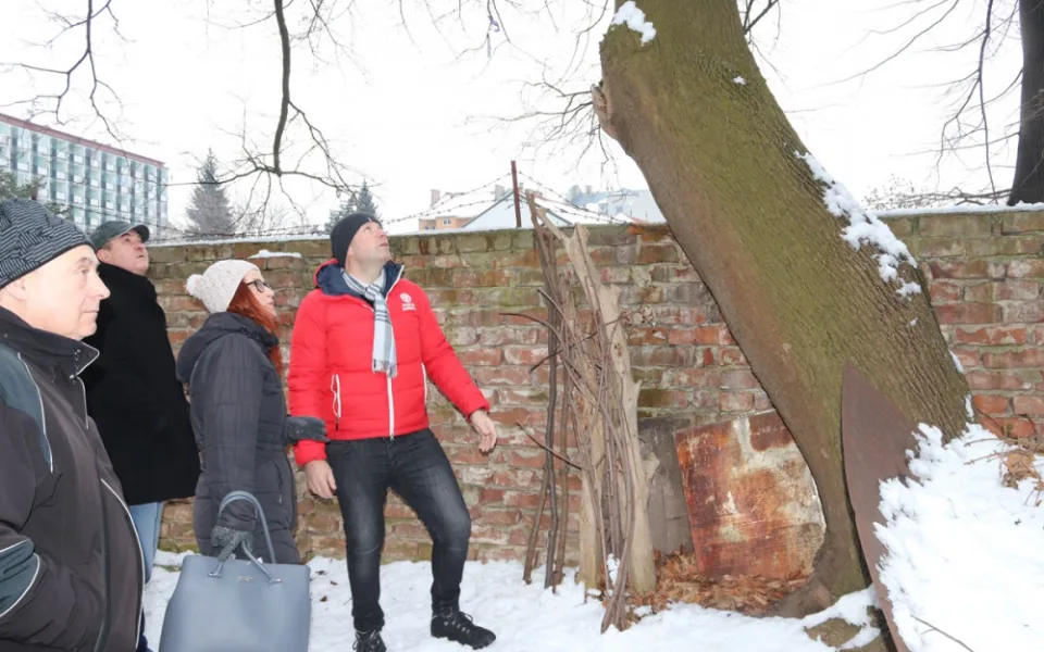 Náletový javor mléč, který roste v centru Přerova, má hodnotu půl milionu. Překáží, ale kácet se nebude