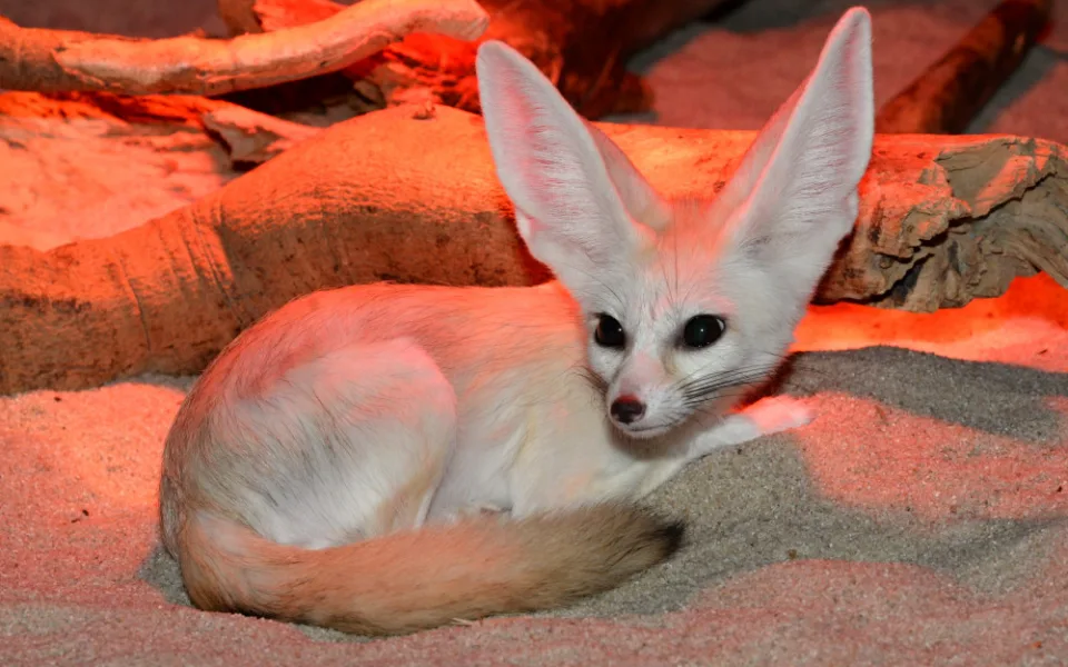 FOTO: V olomoucké zoo přišla na svět mláďata fenka berberského