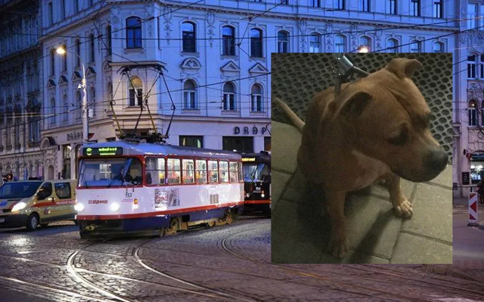 Pes ujel pánečkovi tramvají, pak na něj počkal u strážníků na služebně