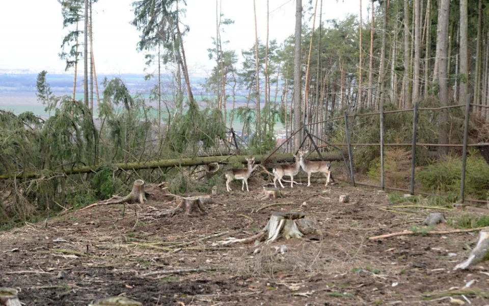 AKTUÁLNĚ: Olomoucká zoo dnes poprvé po kalamitě otevřela