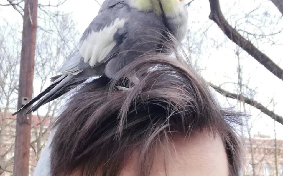 Muži přistál na rameni neznámý papoušek. Strážníci ho převezli do odborné veterinární péče