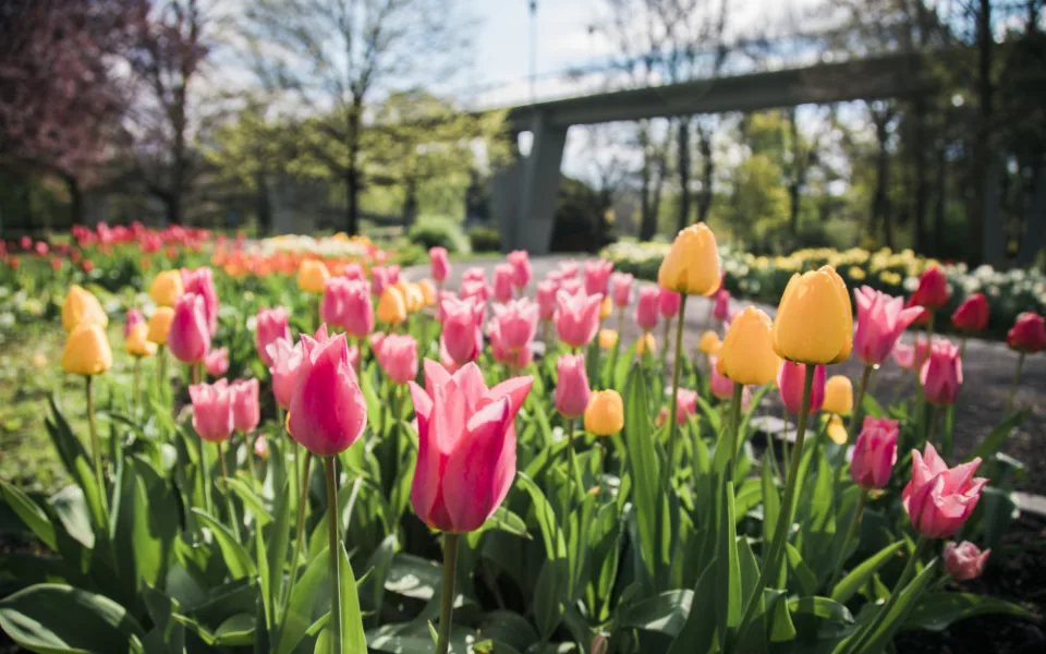 Jarní Flora Olomouc láká na spojení květin a skla