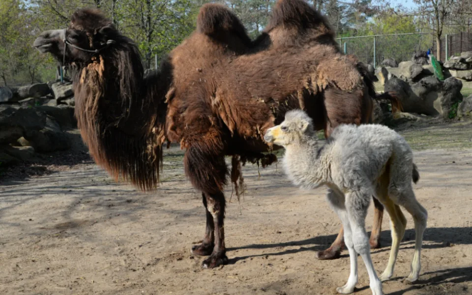 FOTO: V olomoucké zoo se téměř po dvaceti letech narodilo mládě velblouda