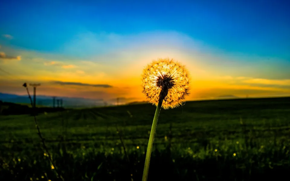 dandelion-3394680_1280