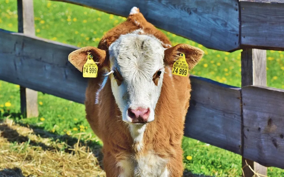 calf-3864585_960_720