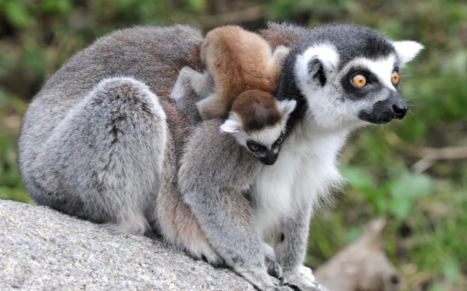 Olomoucká zoo pro své návštěvníky chystá pokračování soutěžní hry