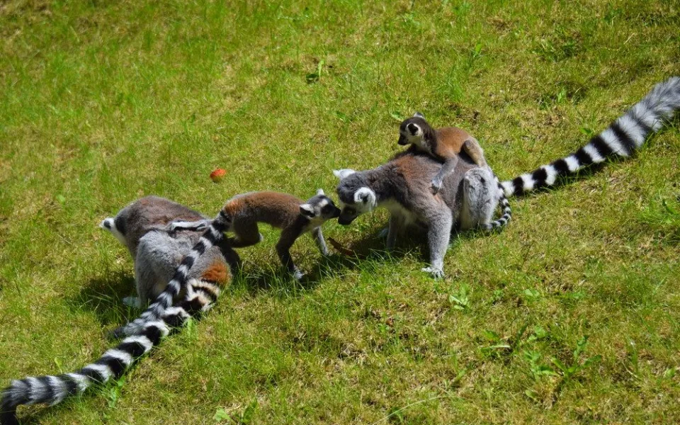 FOTO/VIDEO: Olomoucká zoo dnes poprvé ukázala nové lemuří přírůstky
