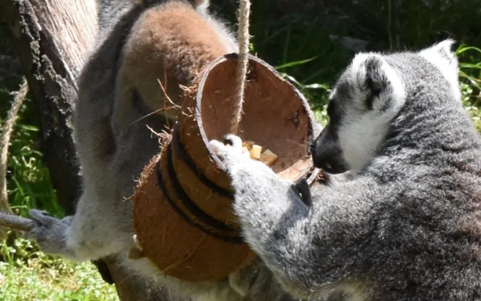 FOTO/VIDEO: Pletence z hadic i bambusové tubusy. Dobrovolníci vyráběli hračky zvířatům do zoo