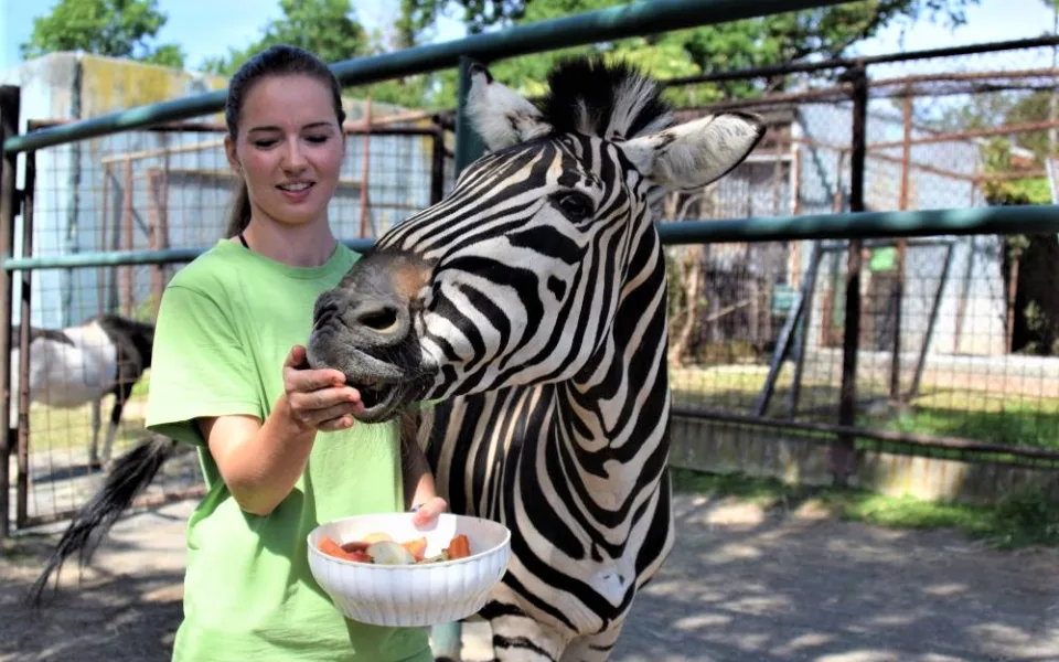 FOTO/VIDEO: V olomoucké zoo mají nového zebřího samce. Kayes přijel z Plzně