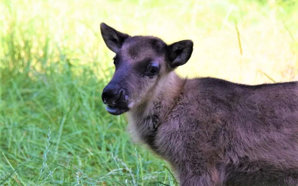FOTO/VIDEO: V olomoucké zoo se narodili malí sobi. Podívejte se