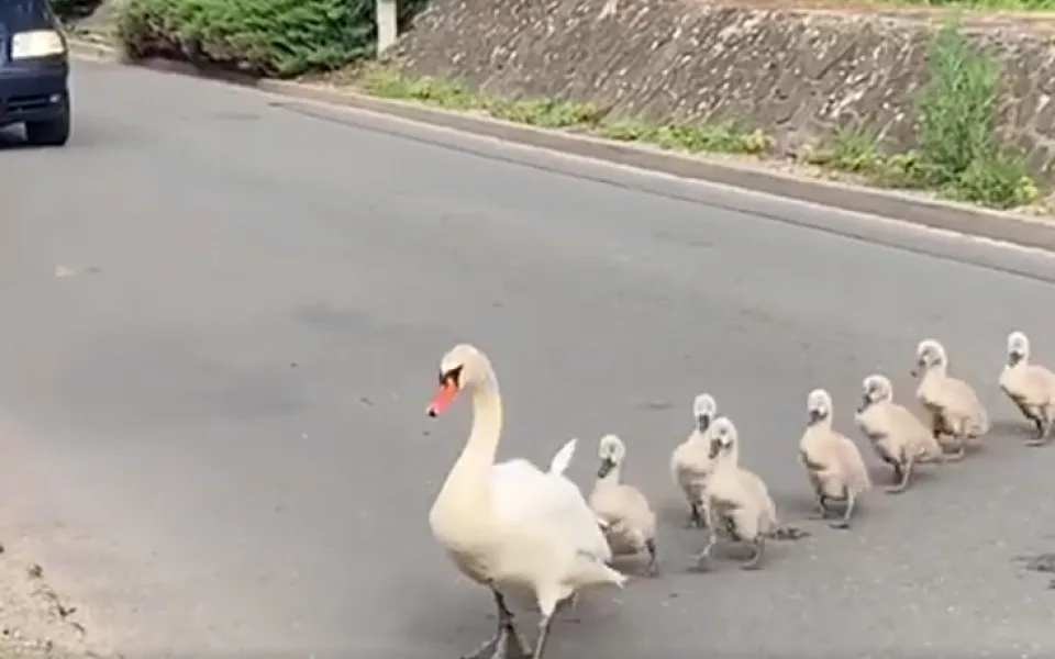 VIDEO: Labutě se potřebovaly dostat k rybníku. Řidiči kvůli nim zastavili