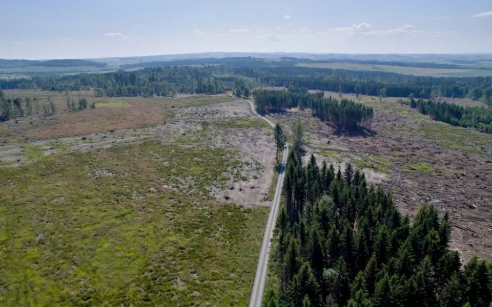 FOTO/VIDEO: Oslabené lesy napadá kůrovec. Dobrovolníci dostanou sazenice a pomohou s výsadbou