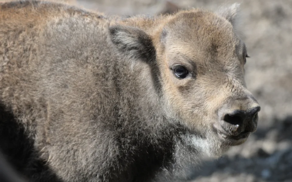 Zoo má dva nové zubříky. V Olomouci se od roku 2013 odchovalo sedm zubrů