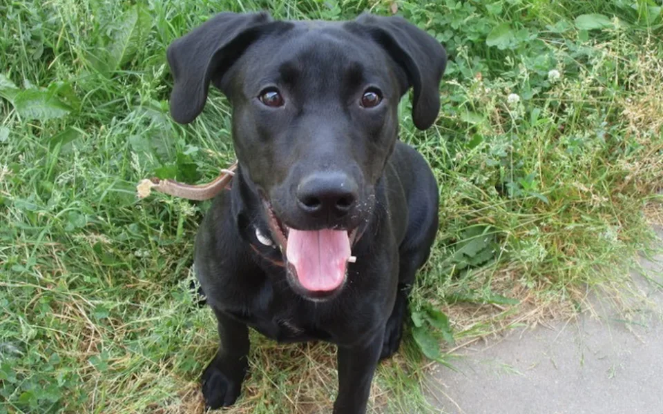 Hledáme páníčka #143: Podívejte se na nejnovější přírůstky v okolních útulcích