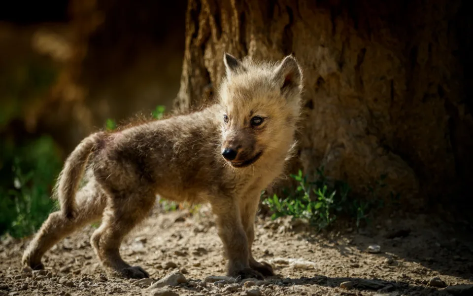 Soutěž o nejhezčí fotku mláděte z olomoucké zoo je v plném proudu. Podívejte se na soutěžící