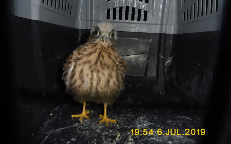 Strážníci odchytili malého srnce, který se schoval do psí boudy, i poštolku
