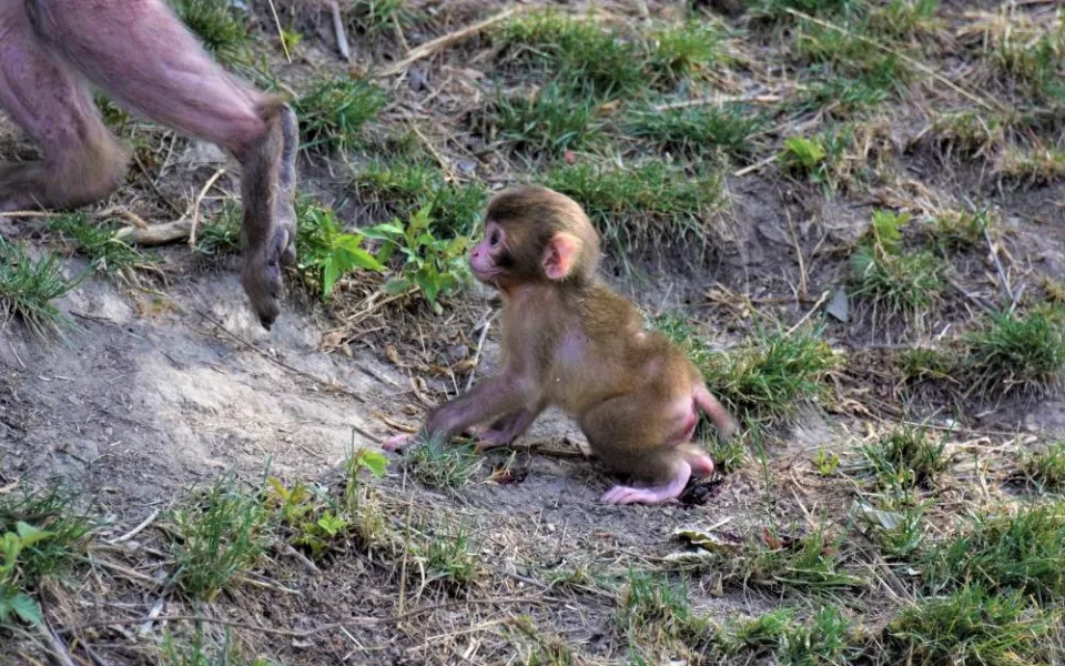 FOTO/VIDEO: V olomoucké zoo se narodila tři mláďata makaka červenolícého