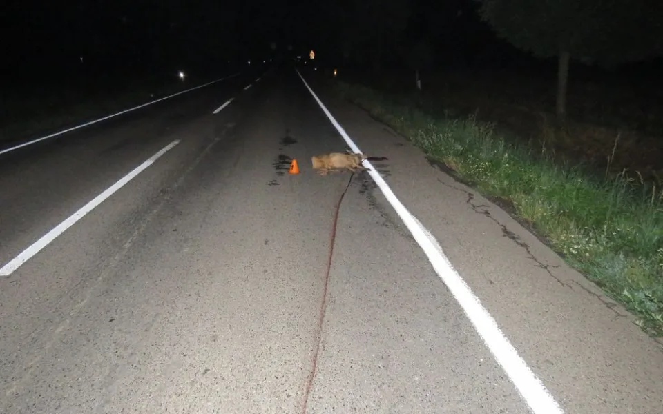 Srna vběhla řidiči před auto, ten už nedokázal střetu zabránit a zvíře srazil