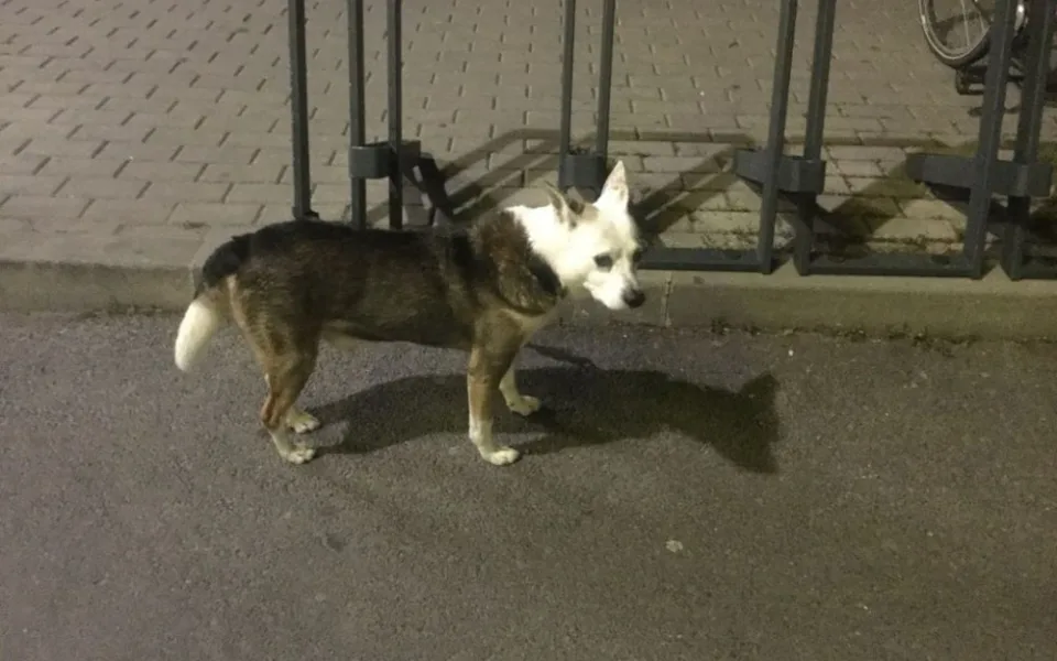 Pes byl několik hodin uvázaný u supermarketu v Olomouci. Strážníci ho převezli do útulku