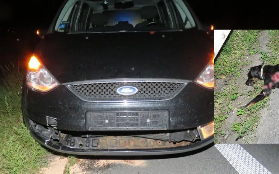 Řidičce na dálnici vběhl před auto pes, zvíře po střetu na místě uhynulo