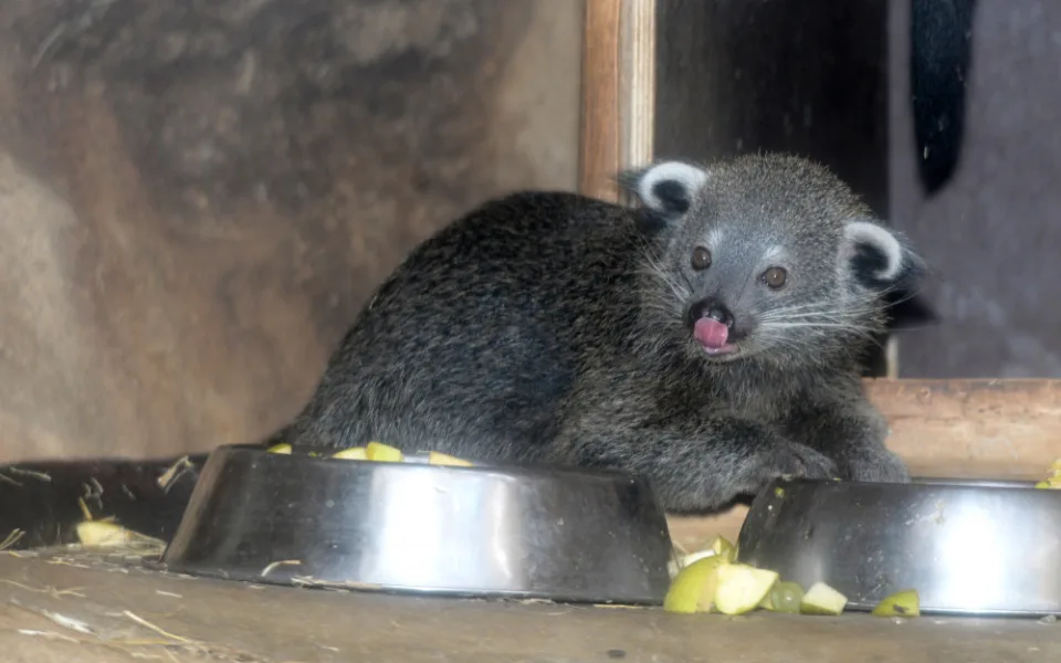 FOTO: V olomoucké zoo se narodila dvě mláďata binturonga