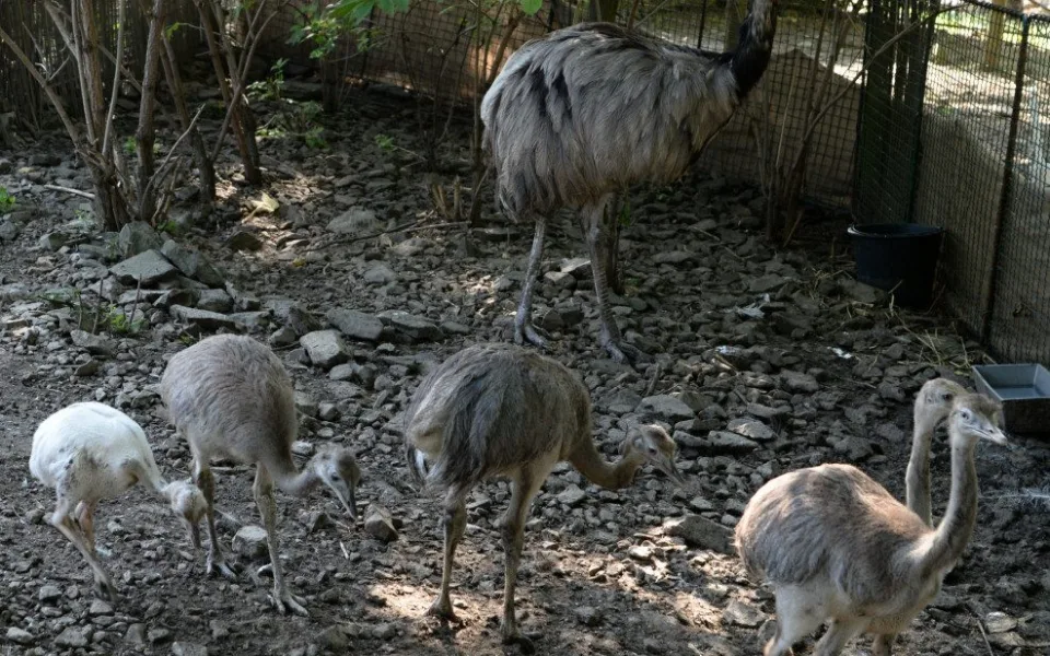 V olomoucké zoo vyseděli samci mláďata nanduů pampových