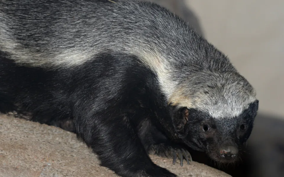 Mládě medojeda kapského z olomoucké zoo se letos narodilo jako první na světě