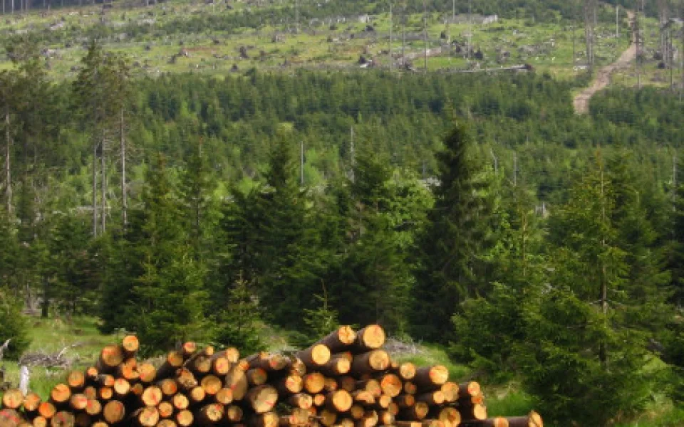 Na Přerovsku pokračuje kácení stromů zasažených kůrovcem, padne dalších patnáct hektarů