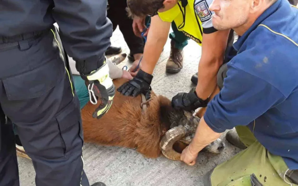 FOTO: Policisté i hasiči honili berana, který na Olomoucku zastavil vlakovou dopravu a zranil svého majitele