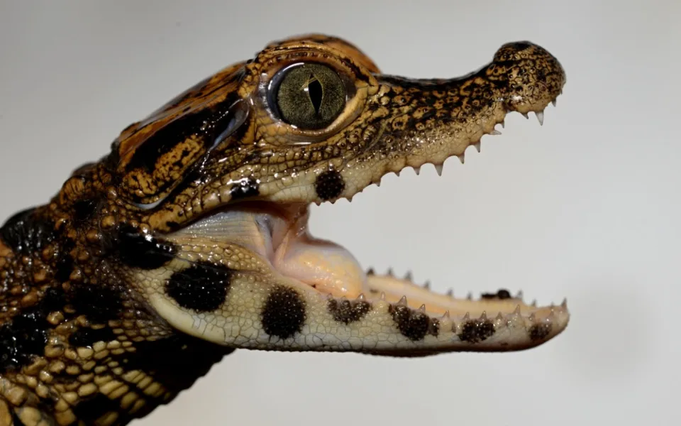 FOTO: V olomoucké zoo mají tři nová mláďata krokodýla čelnatého