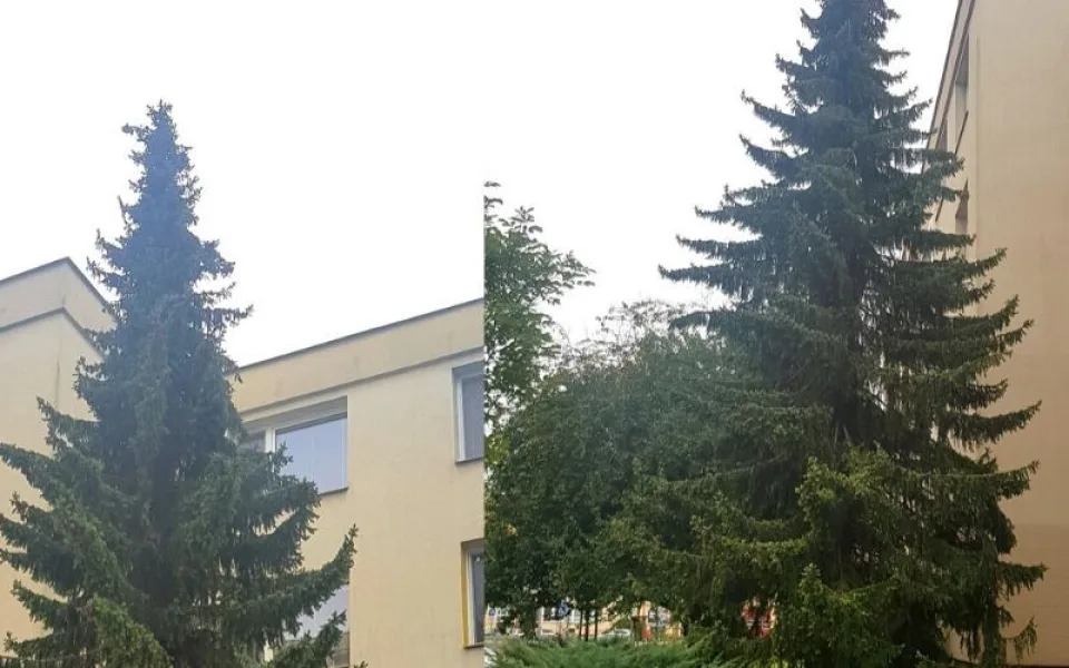 Podívejte se na letošní olomoucký vánoční strom. Bude podstatně menší než v minulých letech