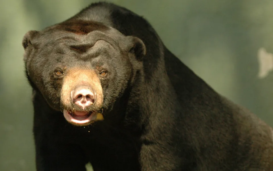 FOTO: Tvář olomoucké zoo odešla. Vzpomeňte na malajskou medvědici Báru