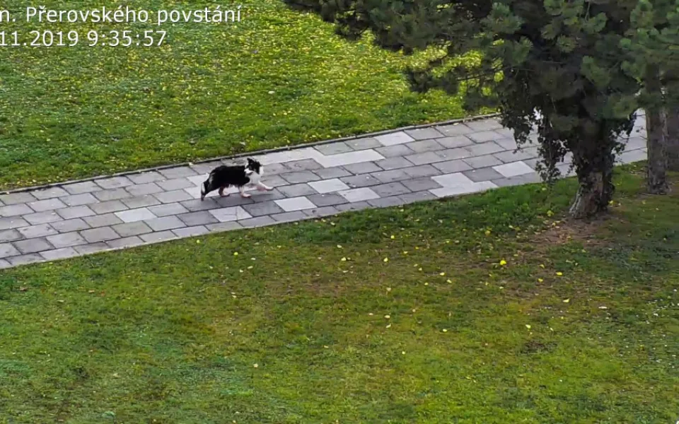 FOTO: Zakrvácený pes se toulal městem. Najít ho pomohli strážníci