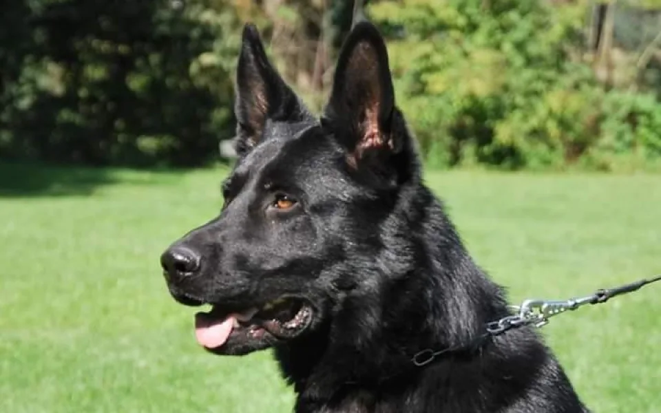 Policejní pes pomohl vypátrat řidičku schovanou v křoví