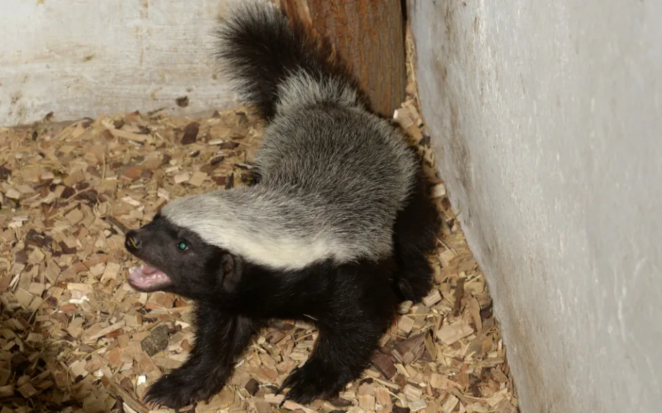 Mládě medojeda se poprvé ukázalo ošetřovatelům