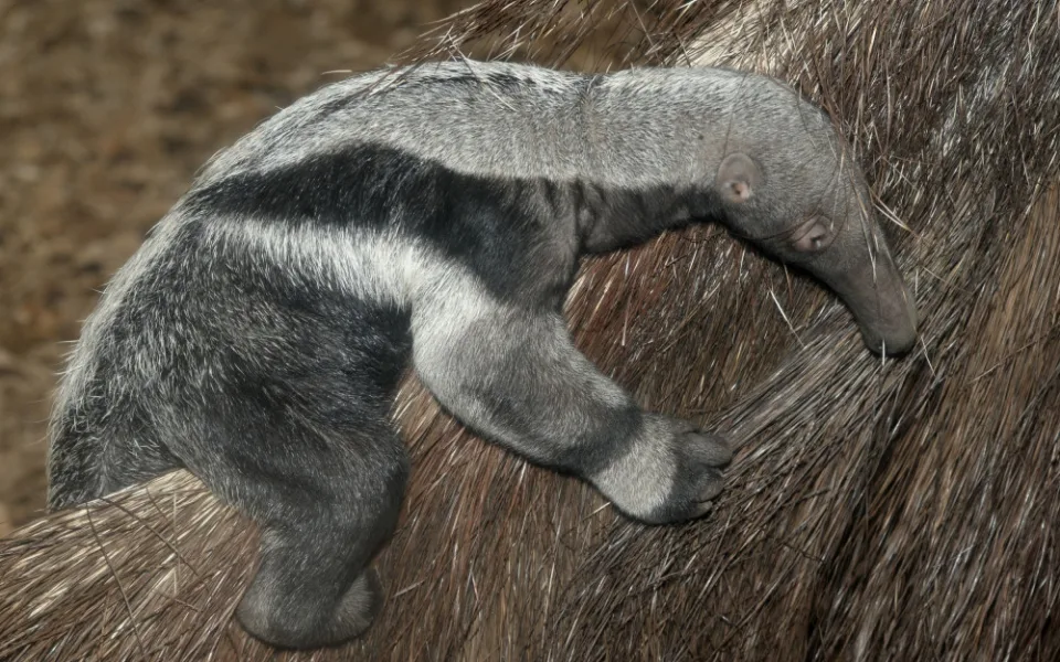 V olomoucké zoo se narodil pátý mravenečník